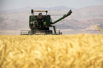 ۲۷ دی ماه قیمت خرید تضمینی گندم اعلام می‌شود