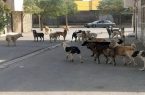مسئولیت شهرداری در خصوص حوادث رانندگی ناشی از سگ‌های ولگرد